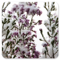 Winterliche Stimmung am Camino